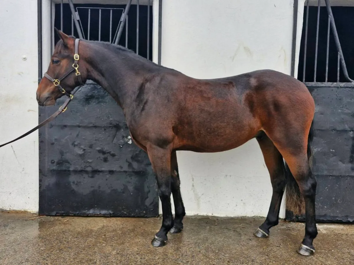 Connemara Geldings - Image 1