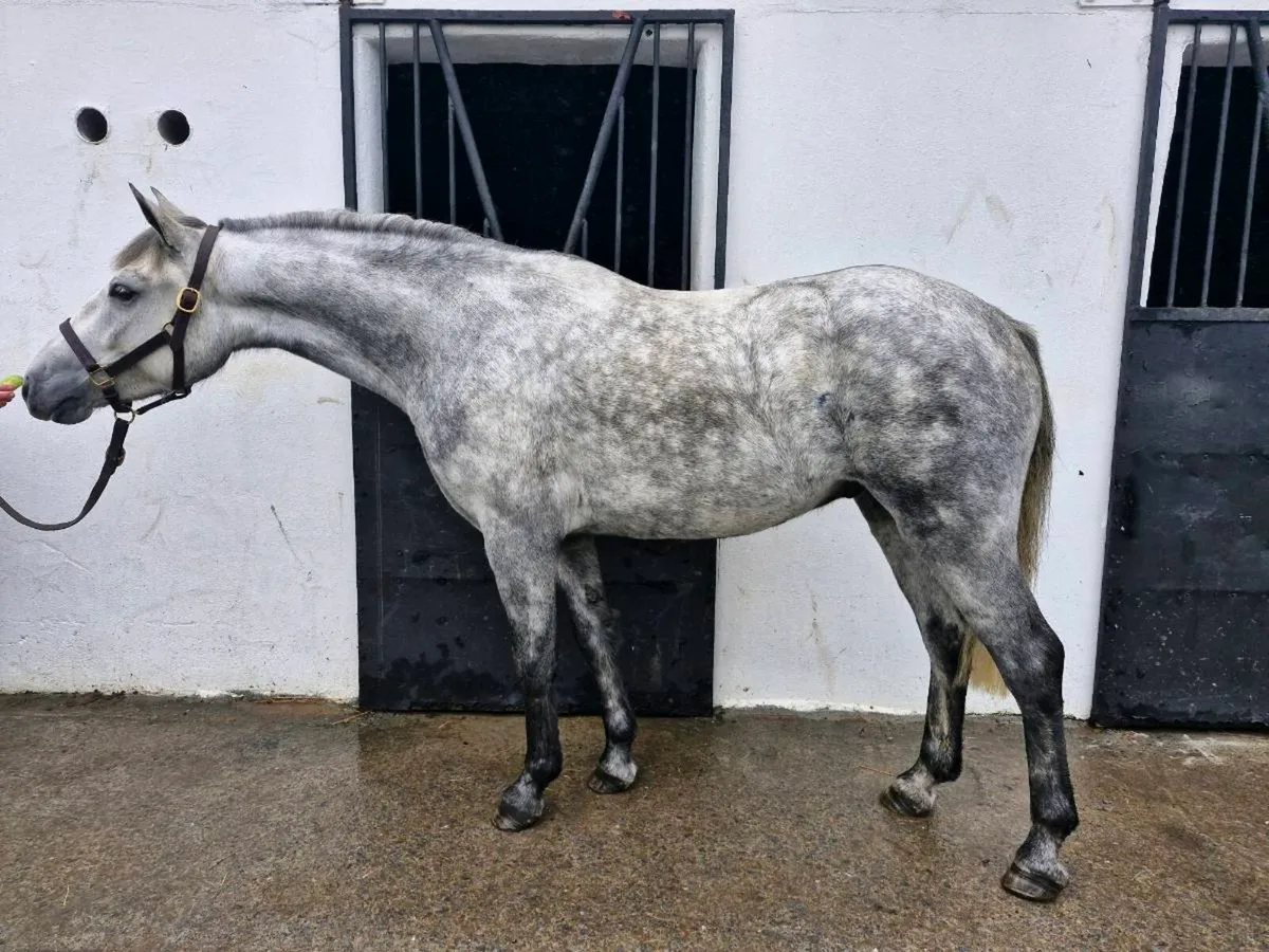 Connemara Geldings - Image 2