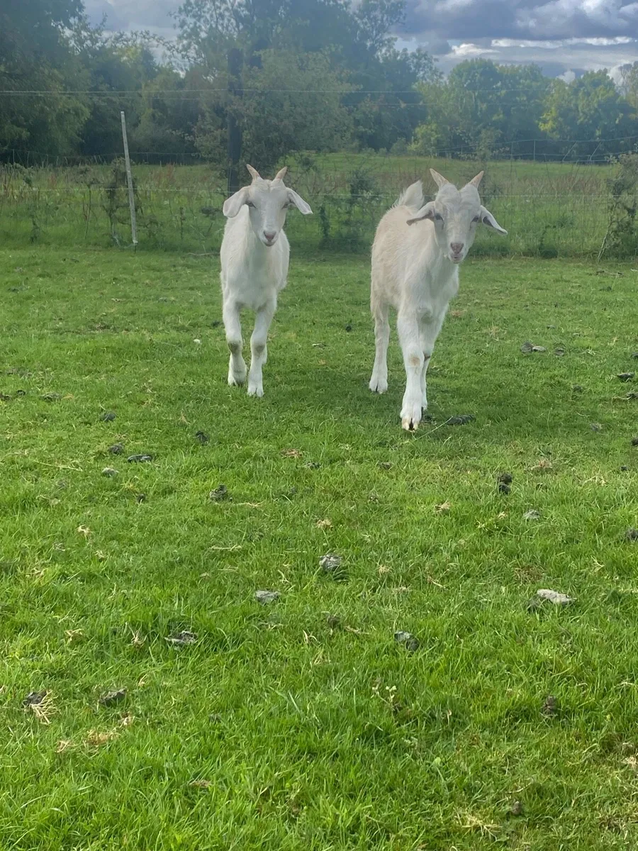 Goats - Image 3