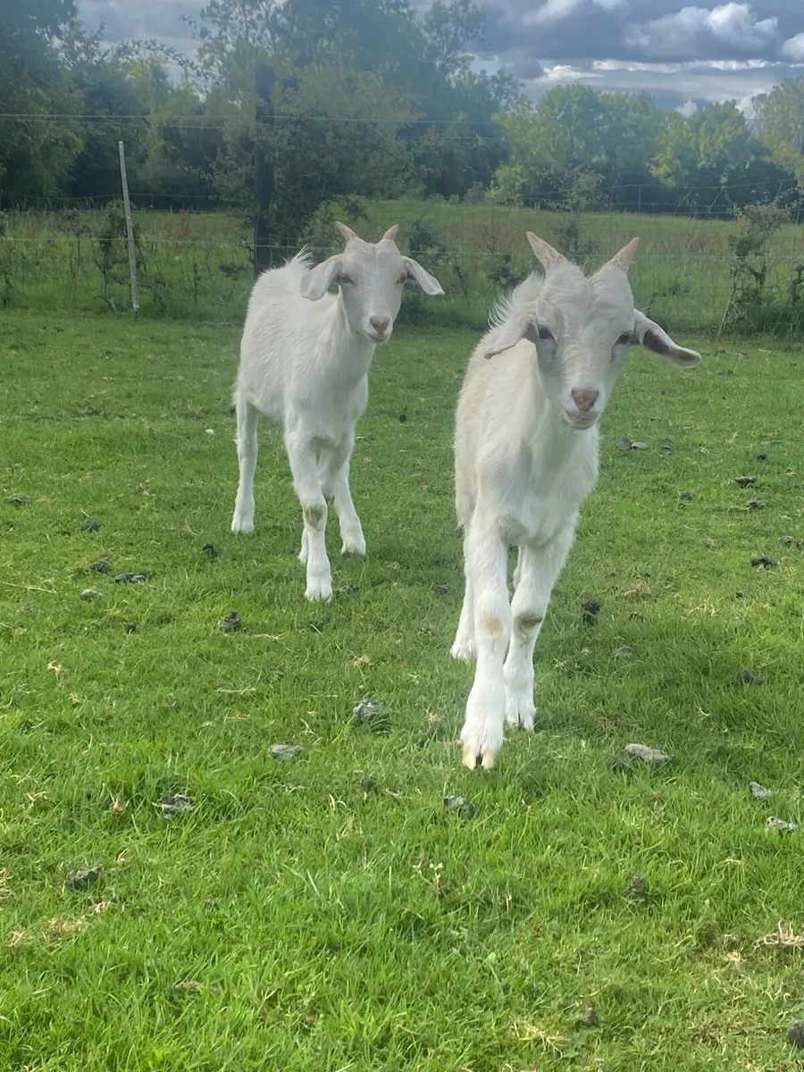 Goats - Image 4