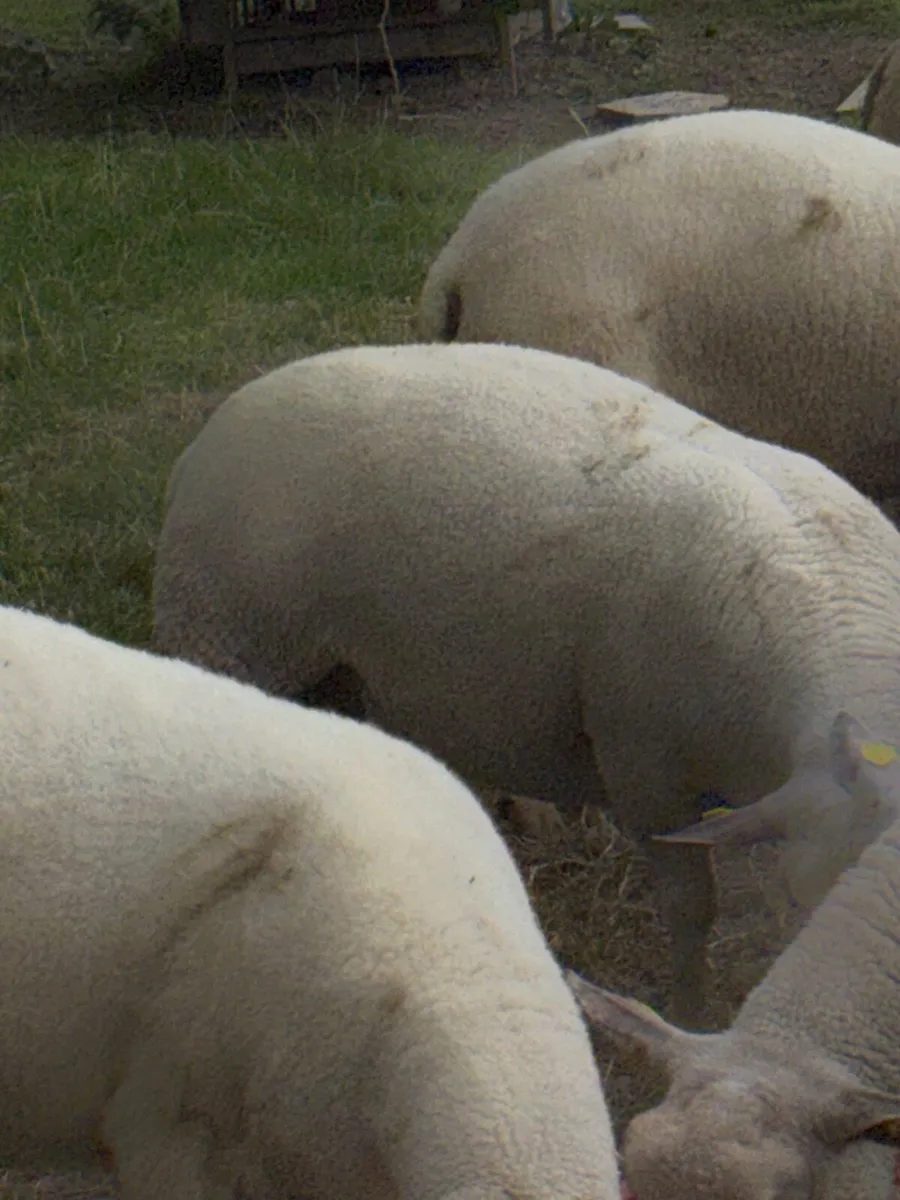 Charlollais cross  hogget ewe - Image 2