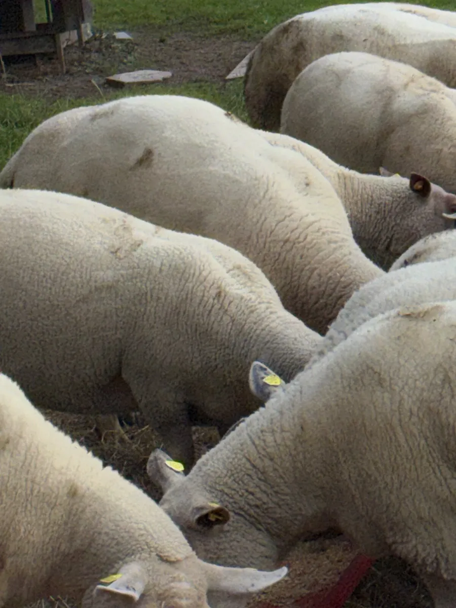 Charlollais cross  hogget ewe - Image 3