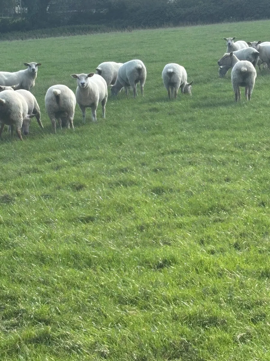 Charlollais cross  hogget ewe - Image 4