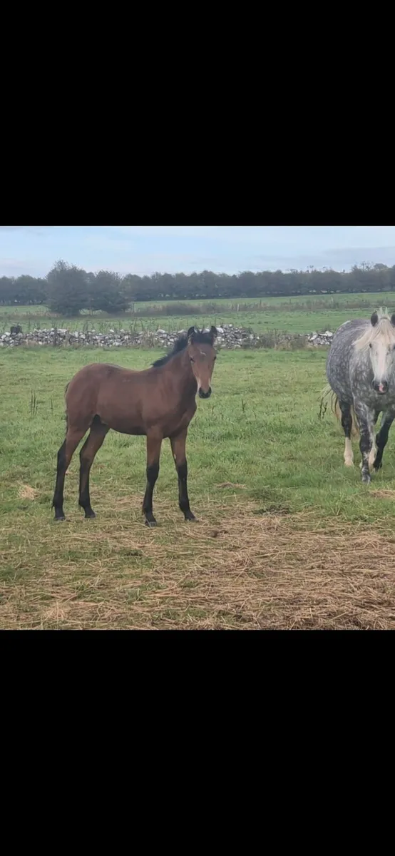 Bog Mac Bobby Colt Foal - Image 1