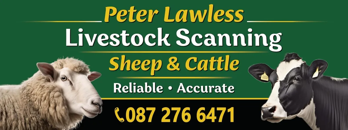Cow Scanning