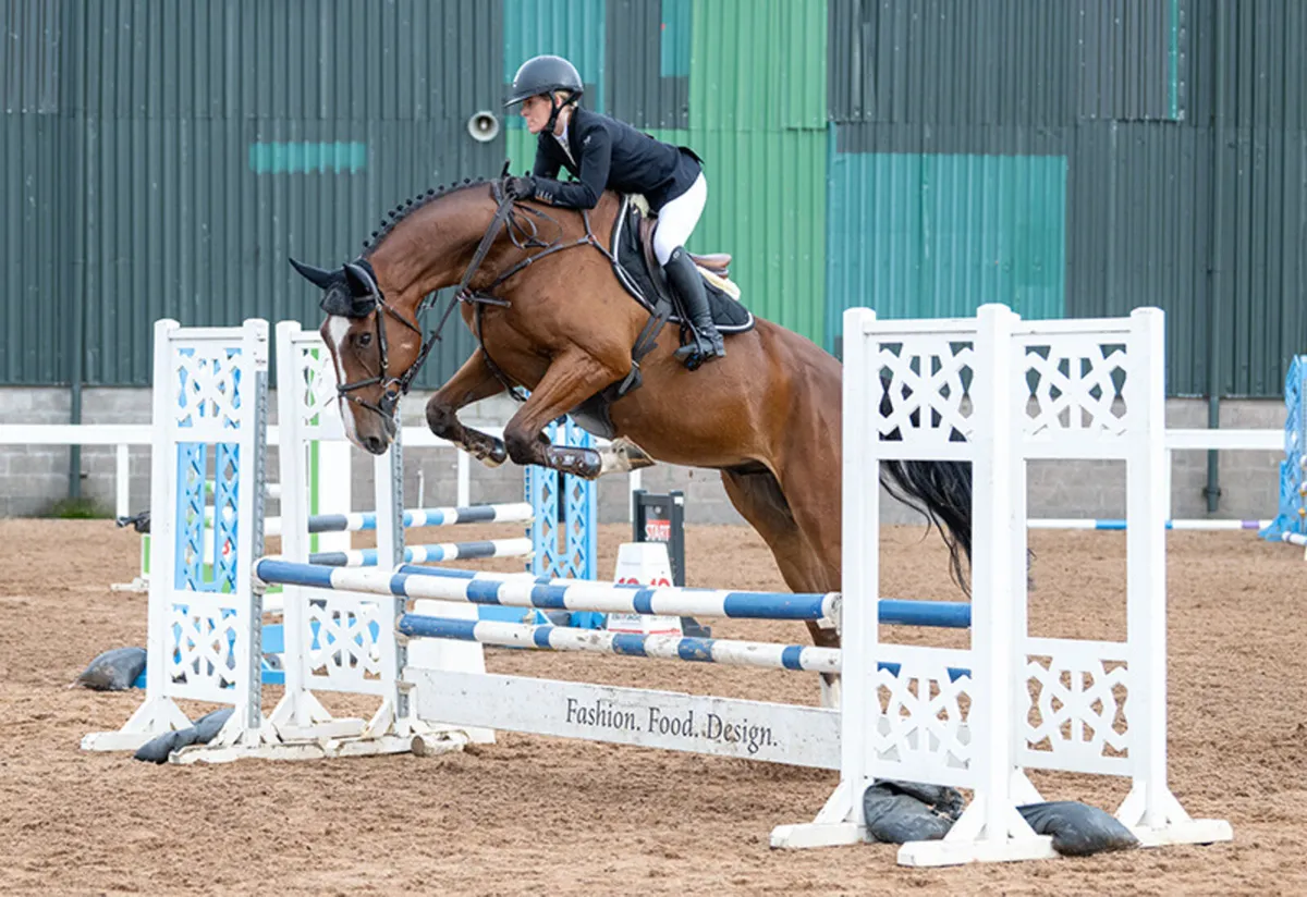 17.2 Gentleman gelding by vivant - Image 1