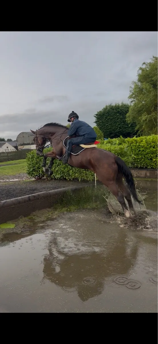 17.2 Gentleman gelding by vivant - Image 3