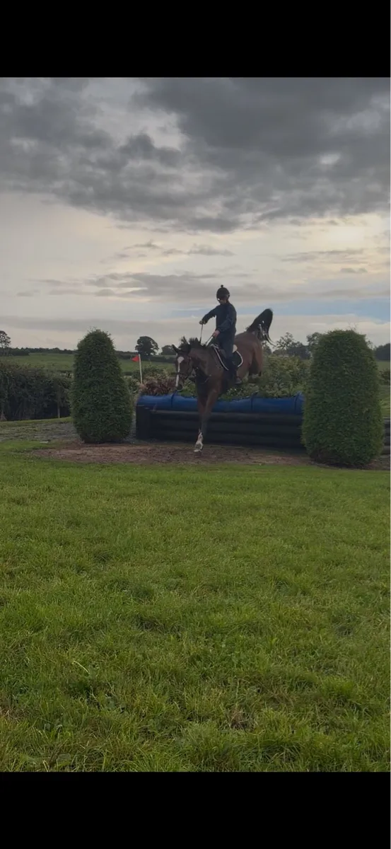 17.2 Gentleman gelding by vivant - Image 4