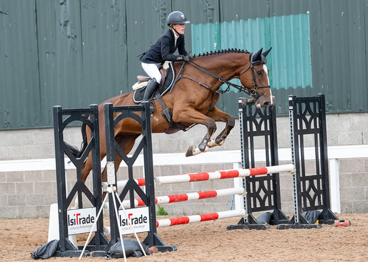 17.2 Gentleman gelding by vivant - Image 2