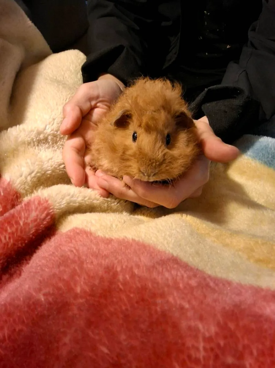 Guinea pigs