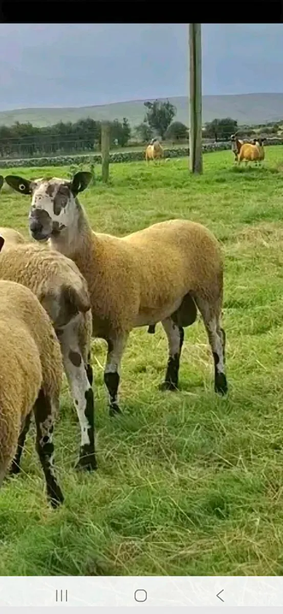 BLUEFACED LEICESTER HOGGET RAMS - Image 1