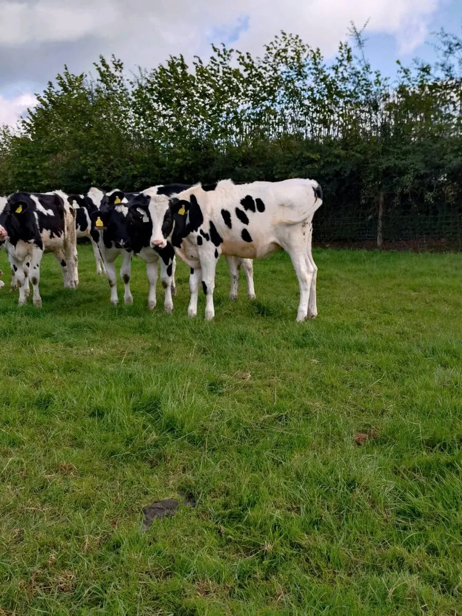 Pedigree Holstein Freisan heifer calves - Image 3