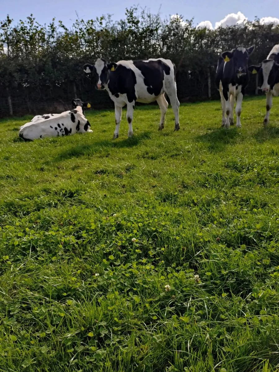 Pedigree Holstein Freisan heifer calves - Image 1