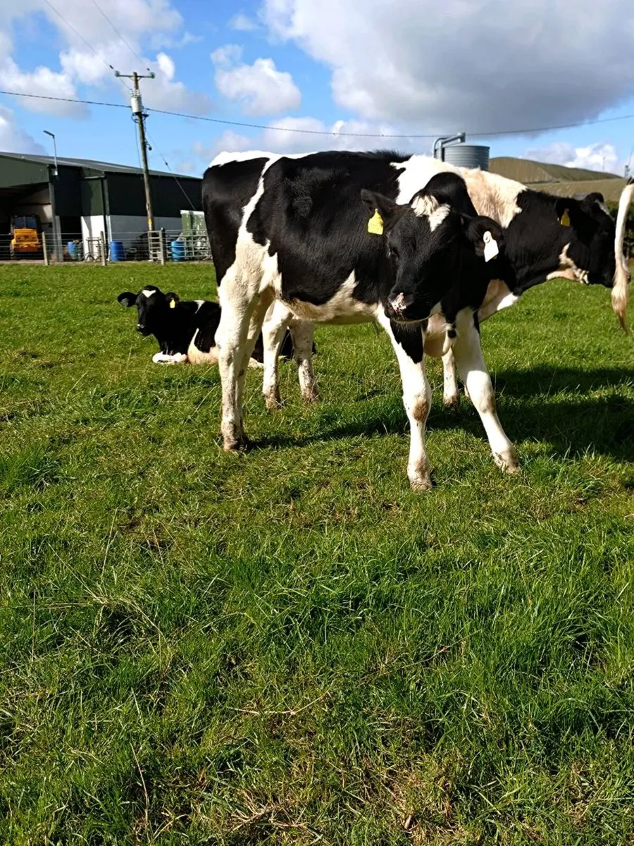 Pedigree Holstein Freisan heifer calves - Image 2