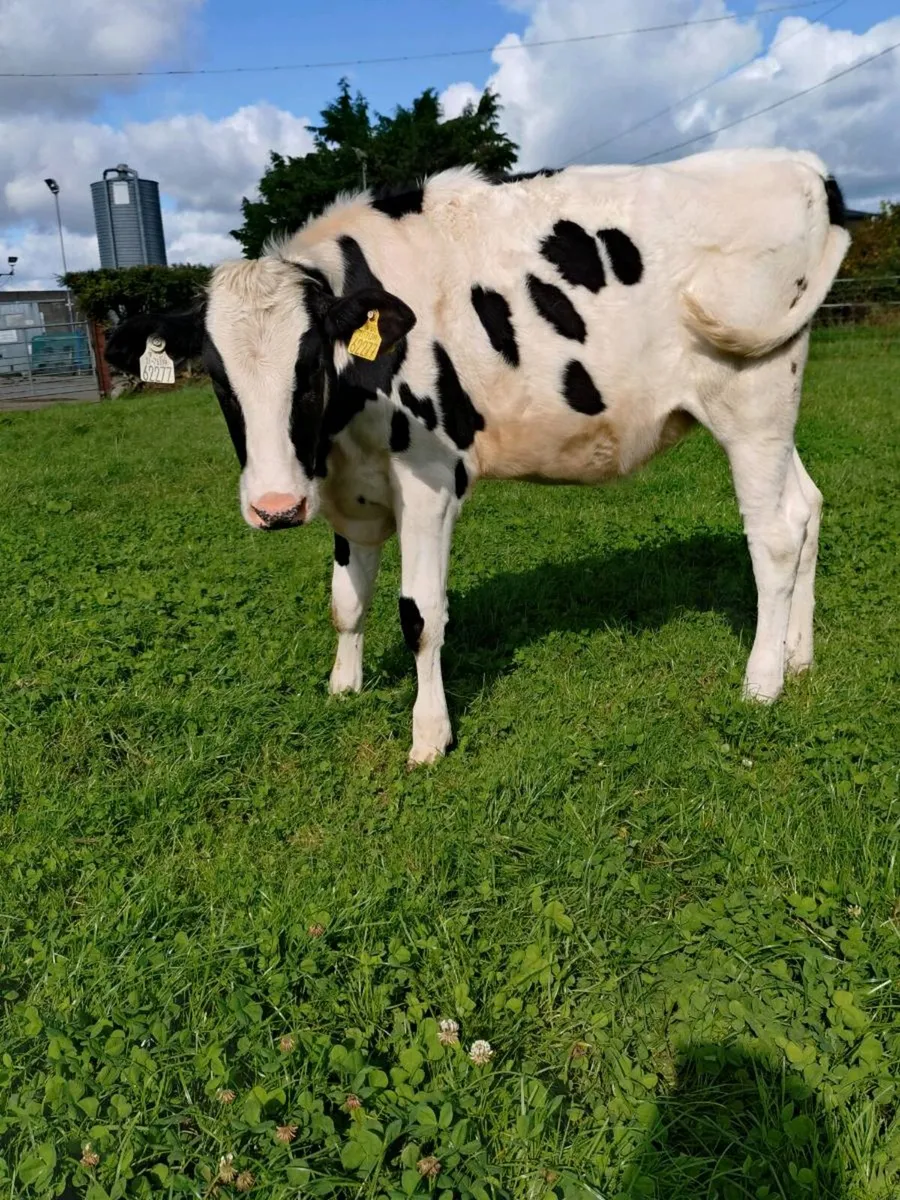 Pedigree Holstein Freisan heifer calves - Image 4