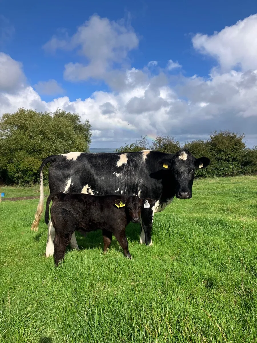 First time calvers with calves at foot - Image 1