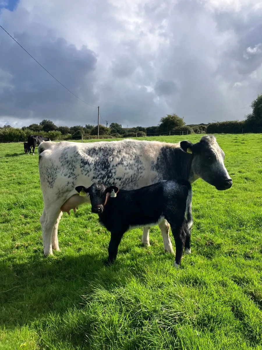First time calvers with calves at foot - Image 2