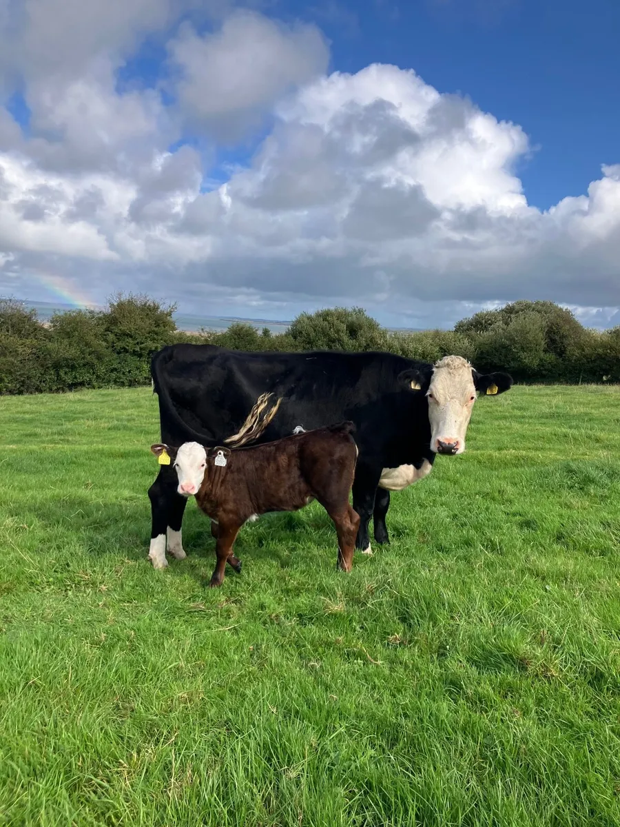First time calvers with calves at foot - Image 3