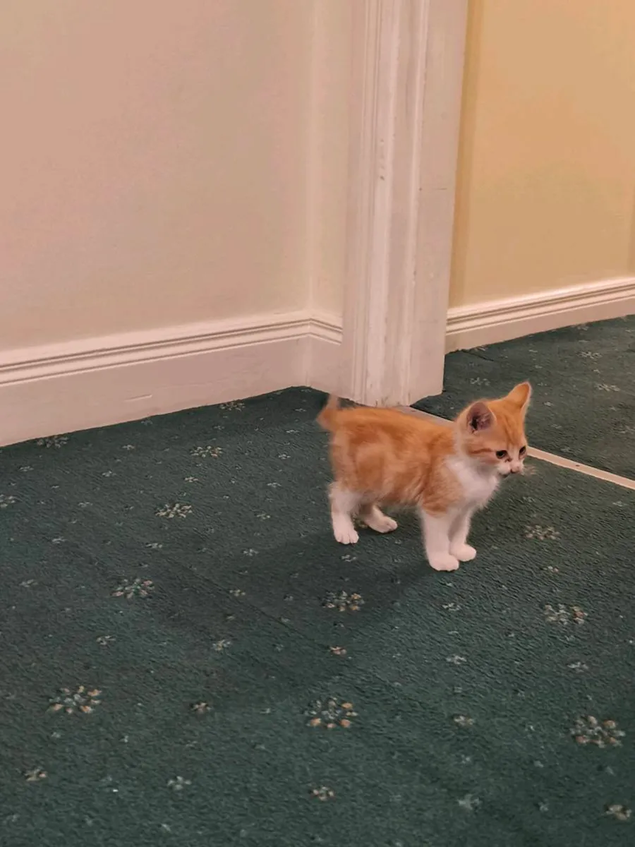 Kitten - Image 2