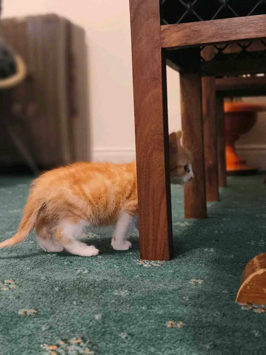 Kitten - Image 3