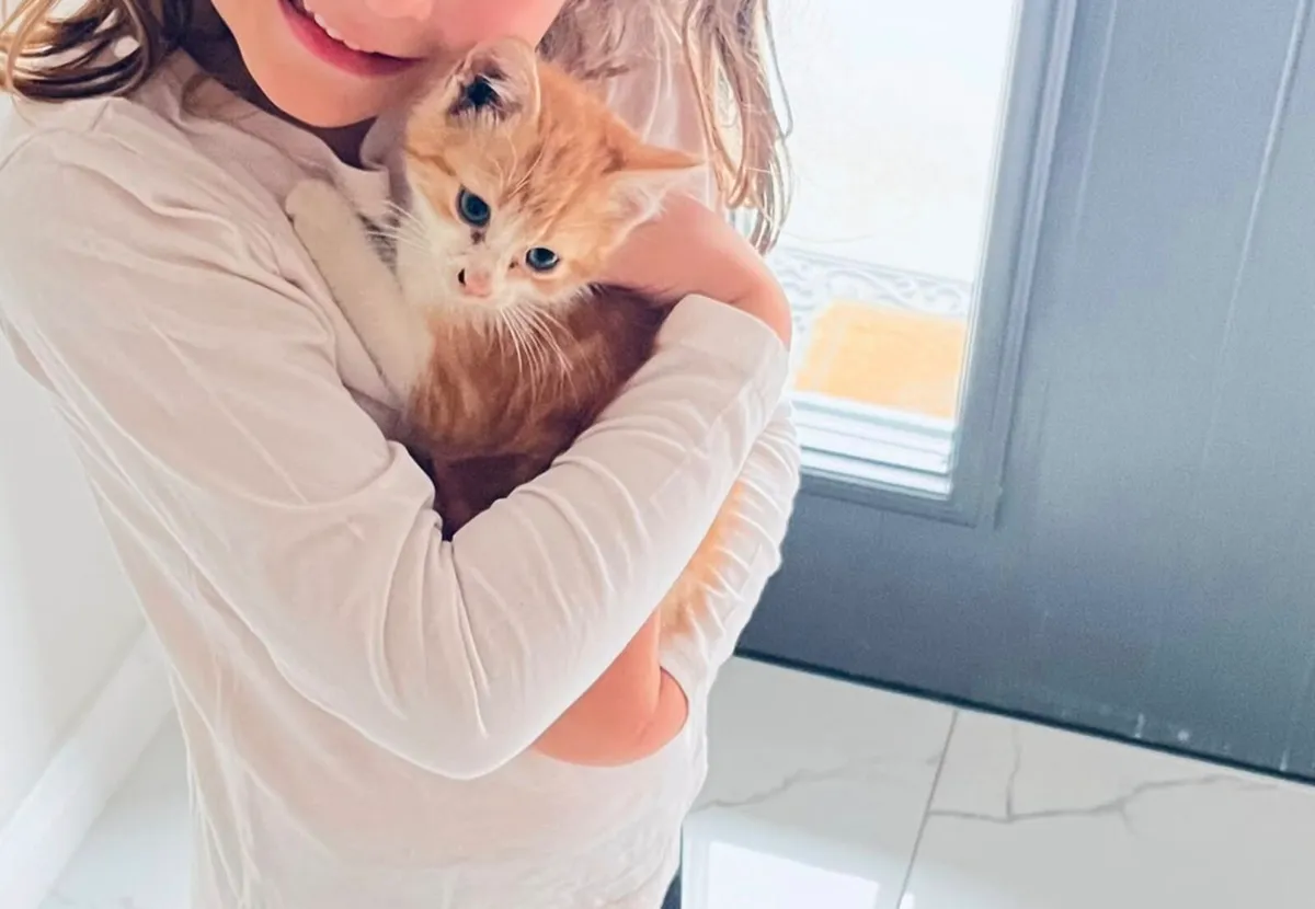 Kitten - Image 1