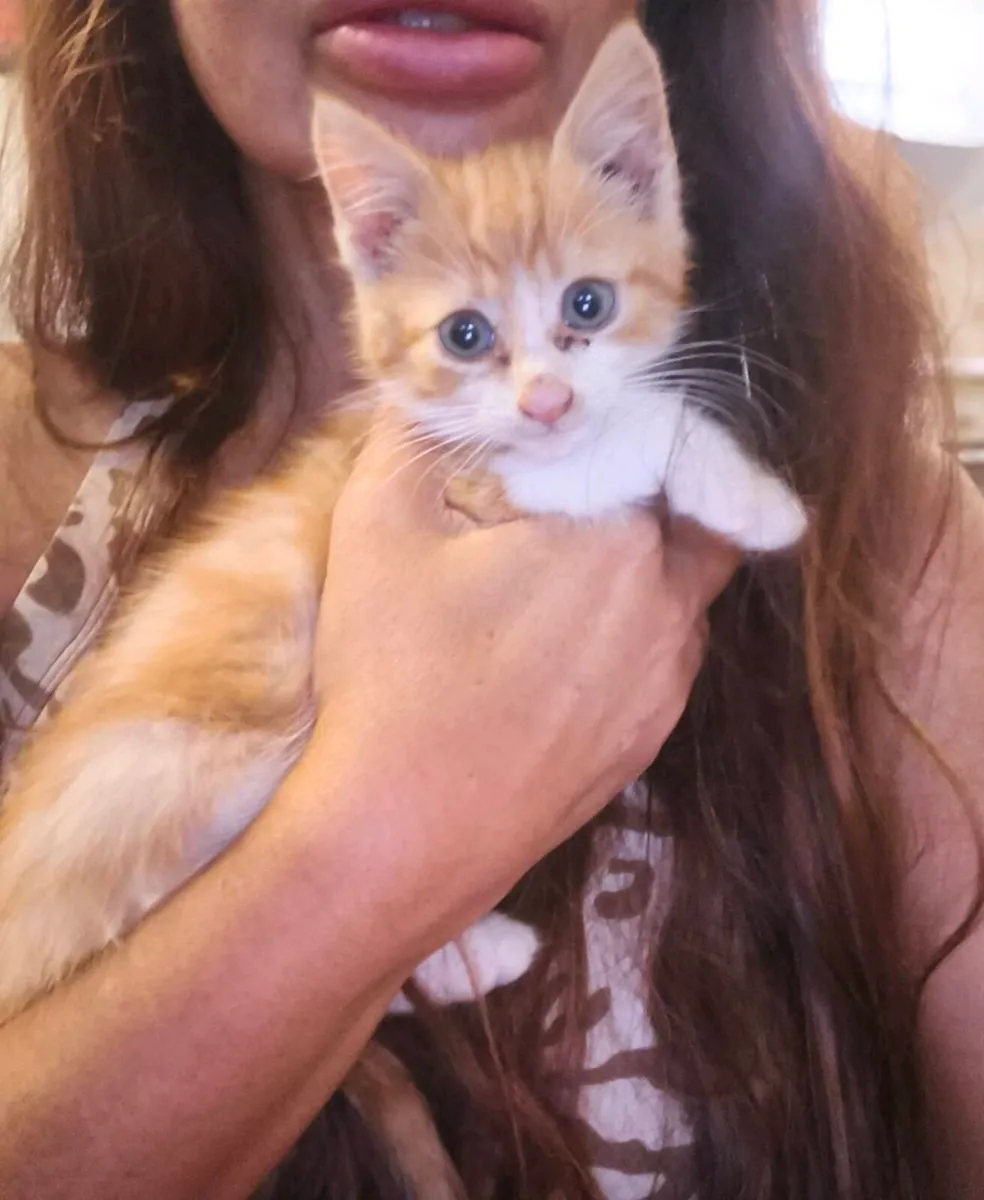 Kitten - Image 4