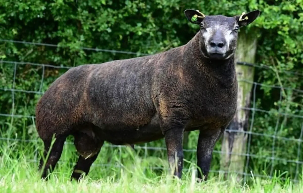 Blue Texel shearling rams, ewe lambs and ram lambs