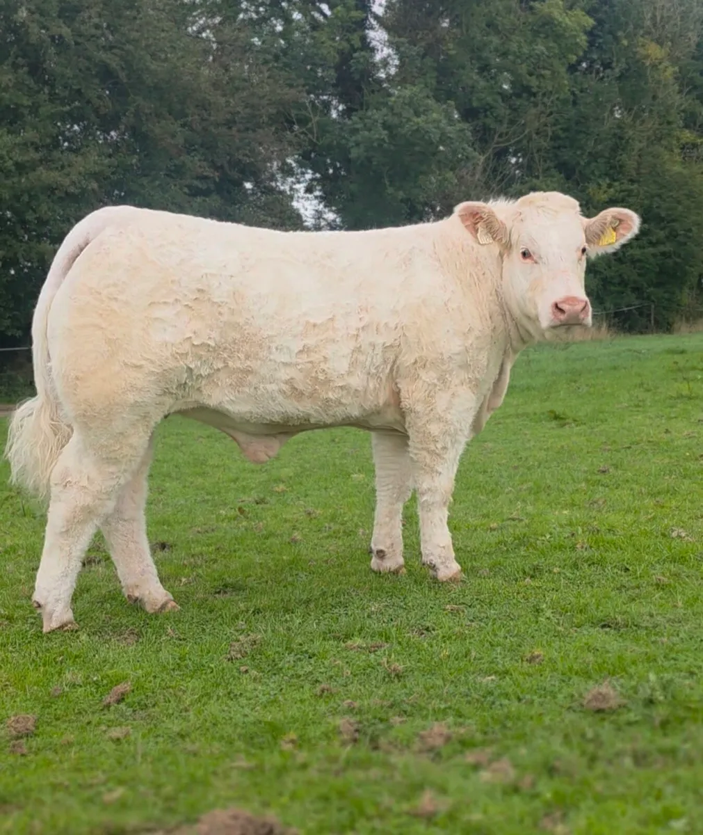 ⭐️⭐️⭐️ Pedigree Charolais Heifer ⭐️⭐️⭐️ - Image 1
