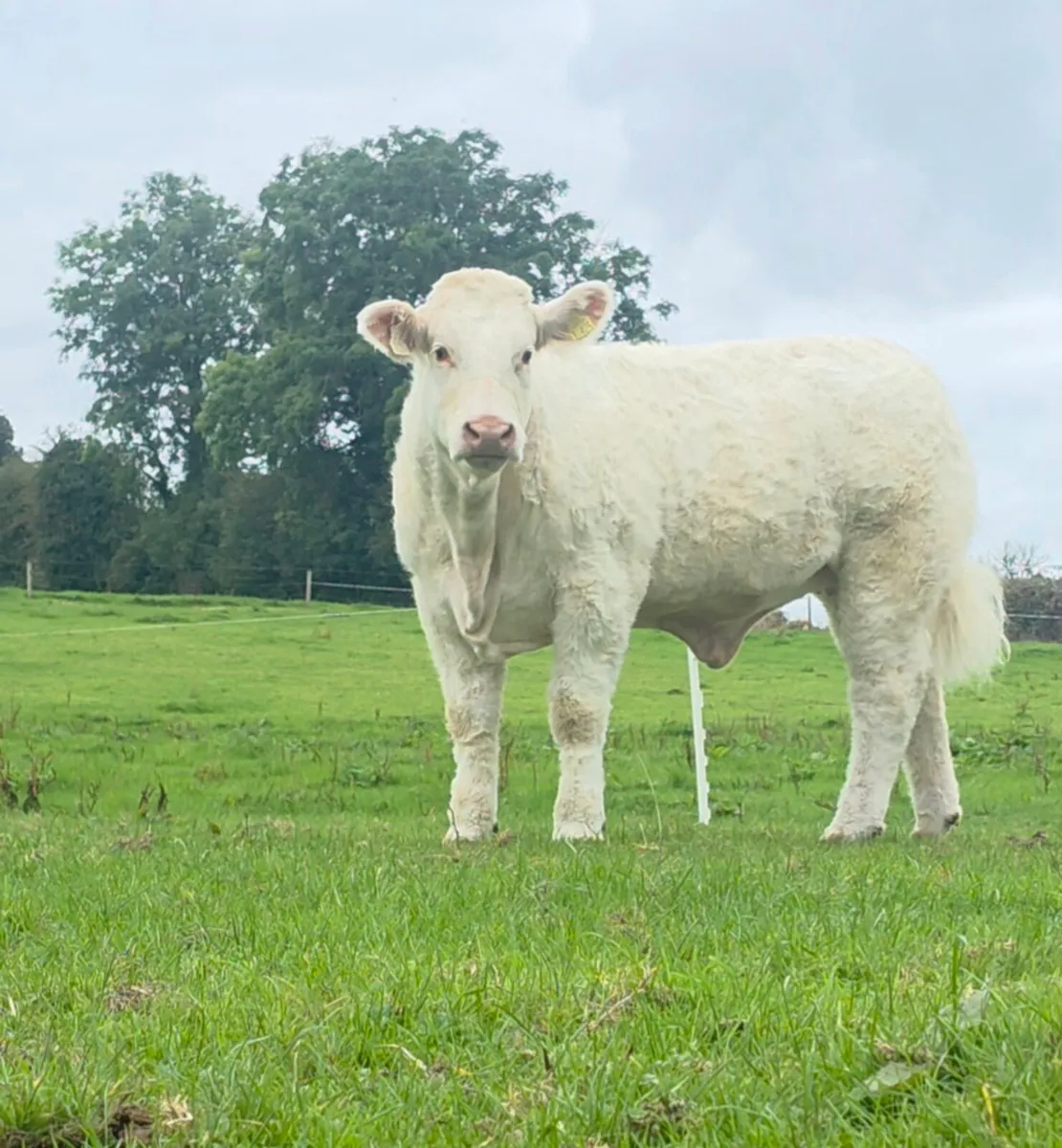 ⭐️⭐️⭐️ Pedigree Charolais Heifer ⭐️⭐️⭐️ - Image 2