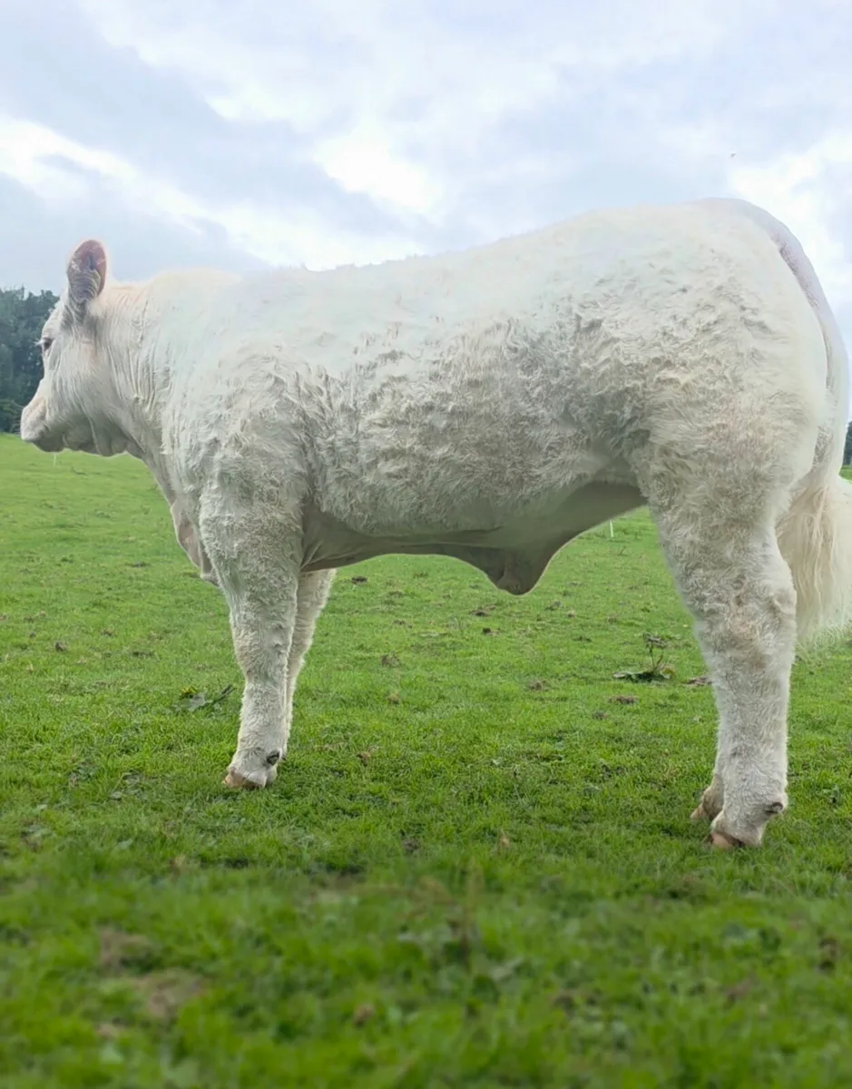 ⭐️⭐️⭐️ Pedigree Charolais Heifer ⭐️⭐️⭐️ - Image 3