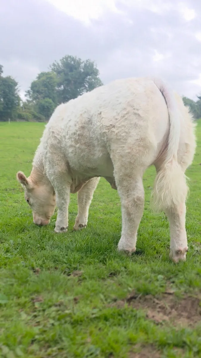 ⭐️⭐️⭐️ Pedigree Charolais Heifer ⭐️⭐️⭐️ - Image 4