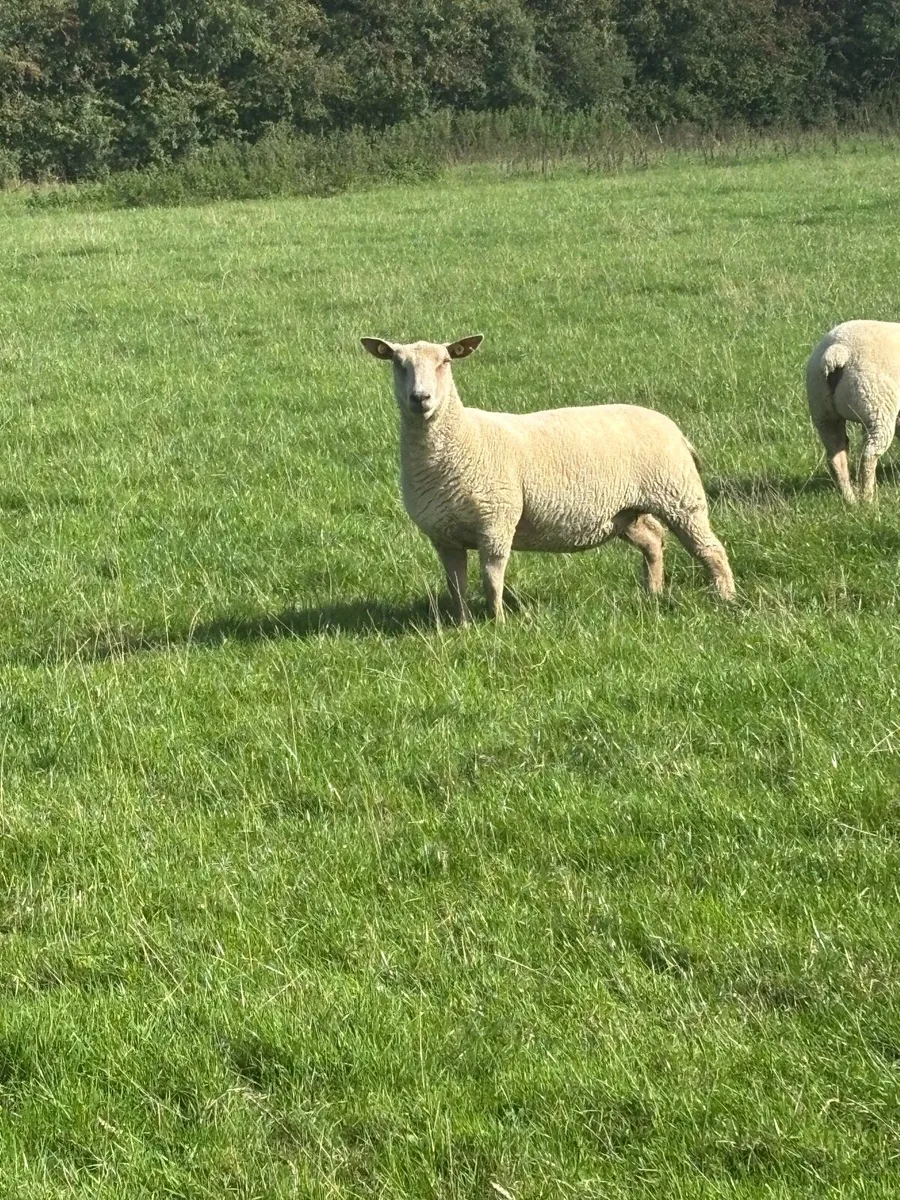 Charolais cross ewe joggers - Image 2