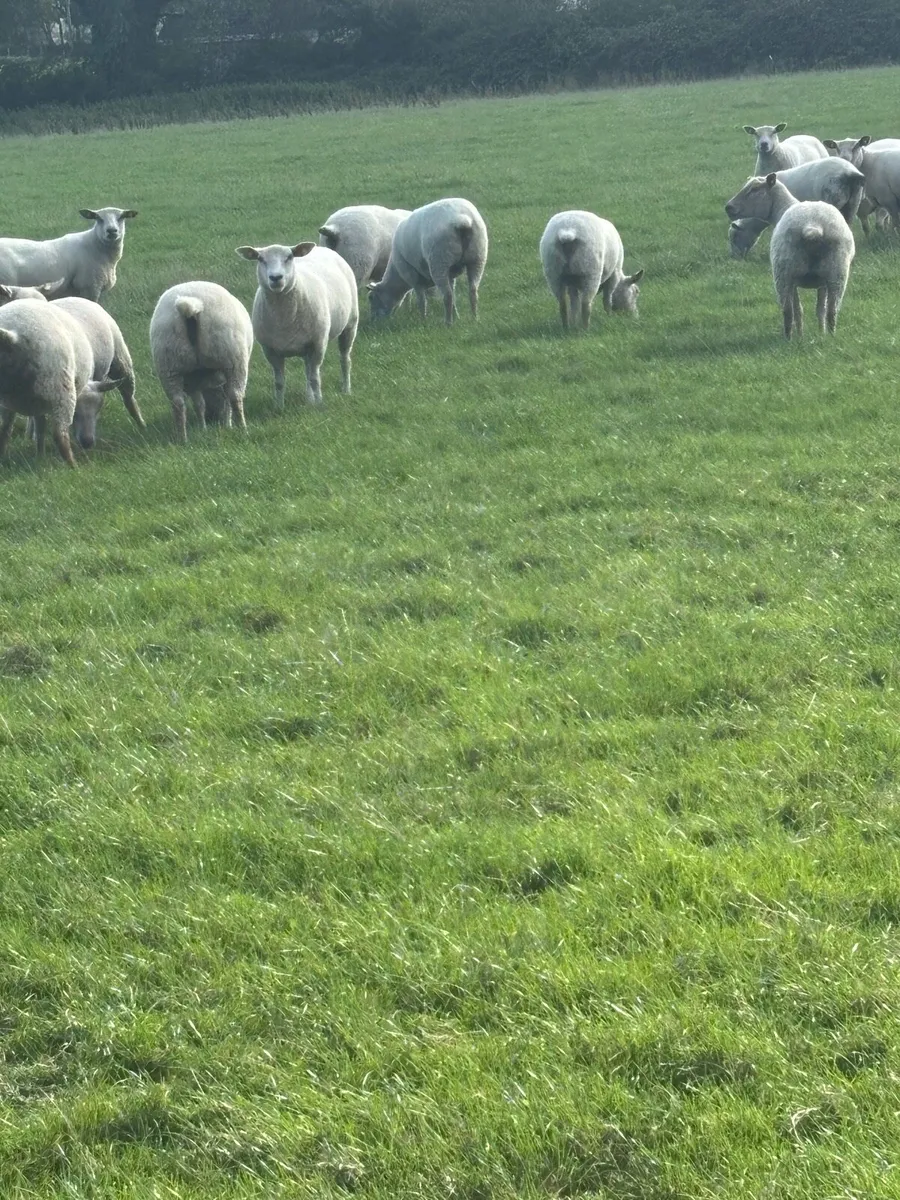Charolais cross ewe joggers - Image 3