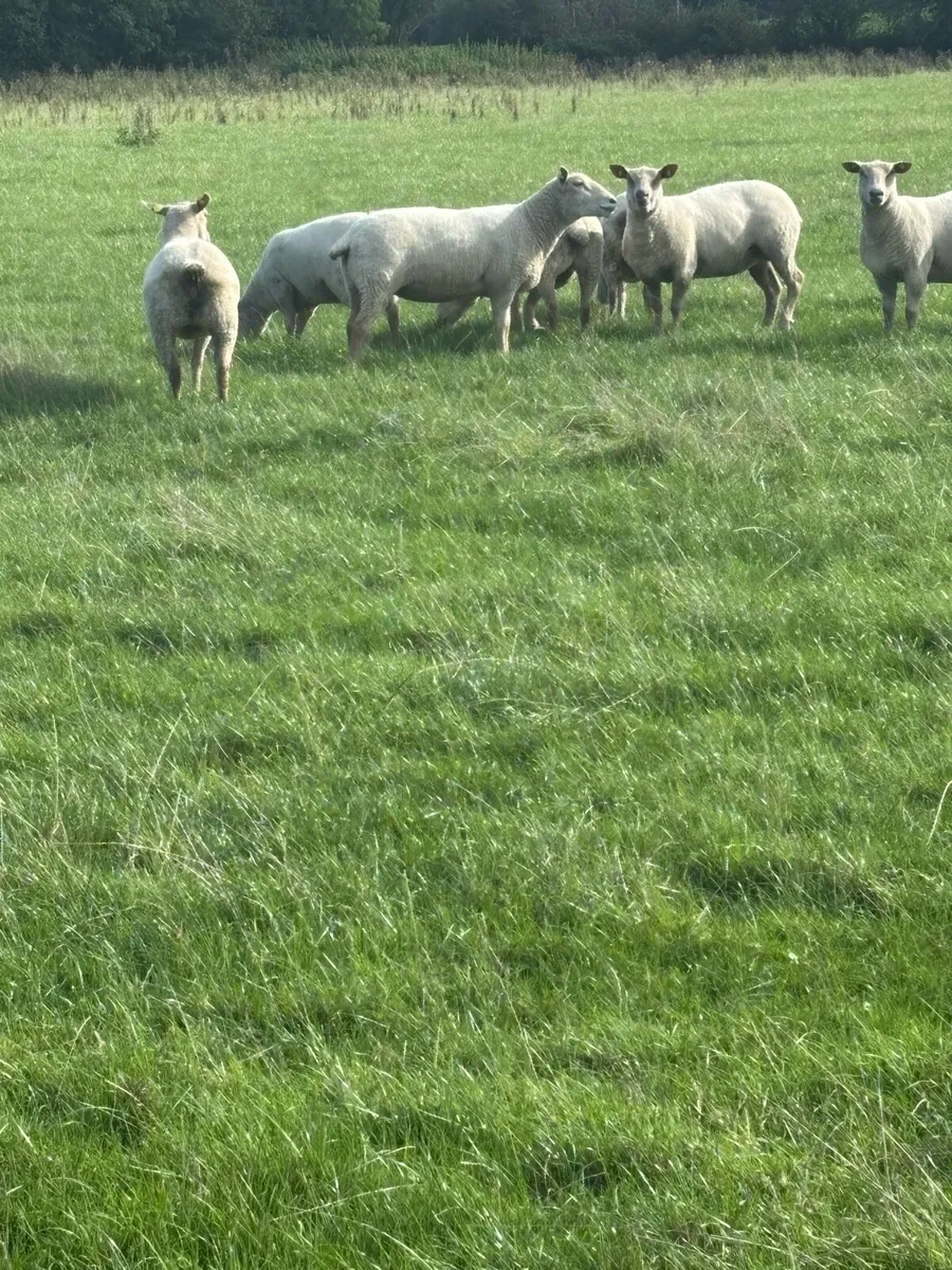 Charolais cross ewe joggers - Image 4