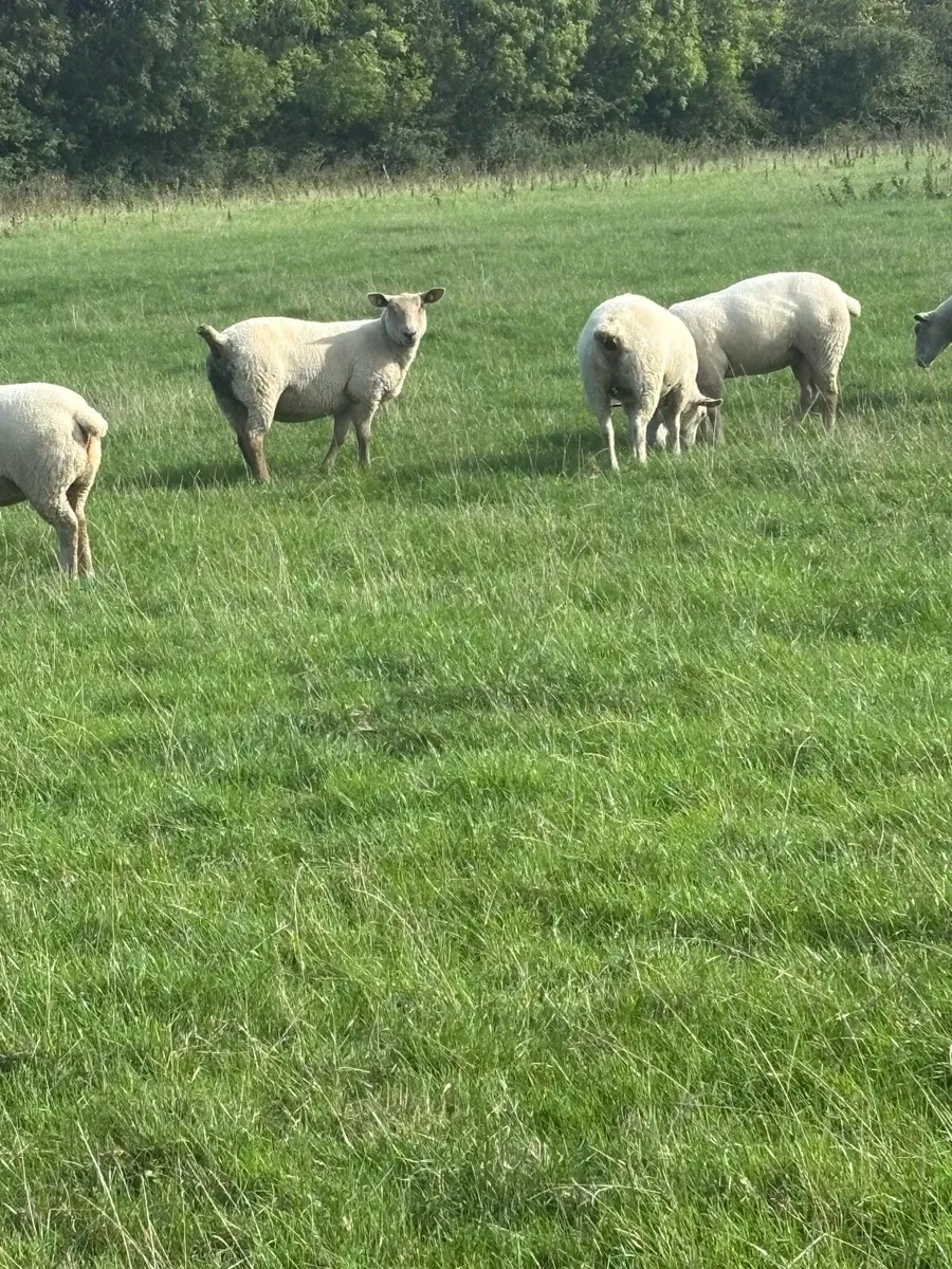 Charolais cross ewe joggers - Image 1