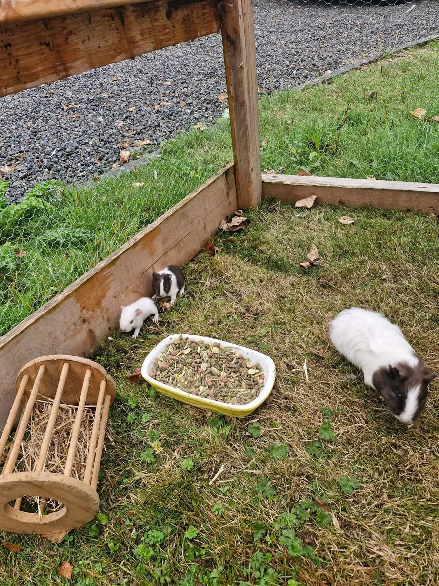 Guinea pigs
