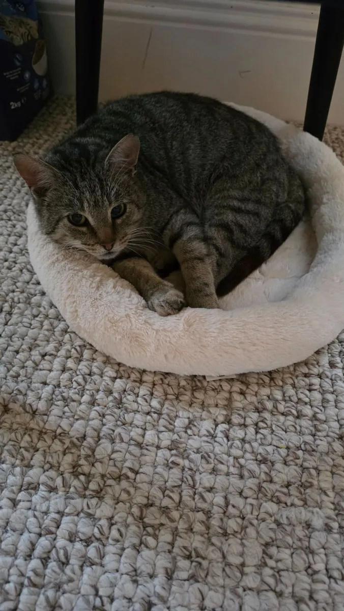 Adult Cat - Image 3
