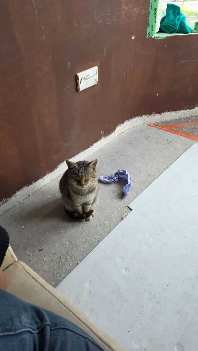 Adult Cat - Image 4