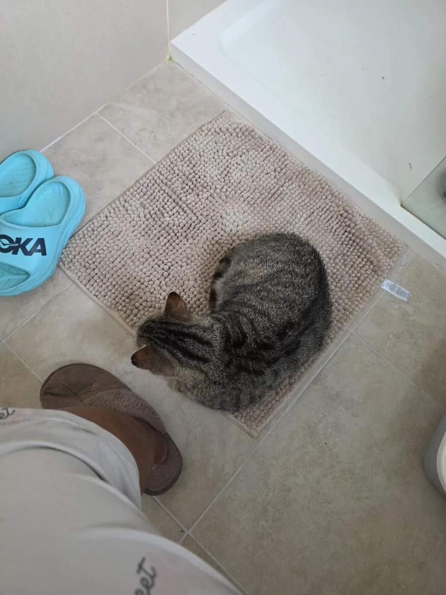 Adult Cat - Image 1