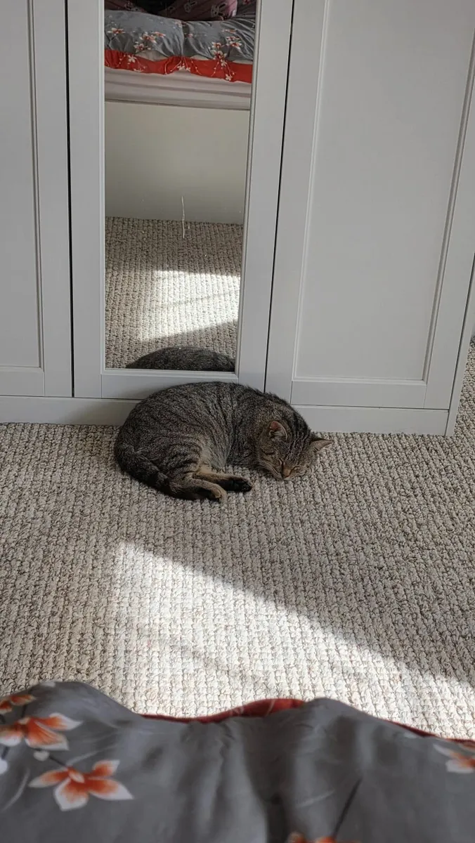 Adult Cat - Image 2
