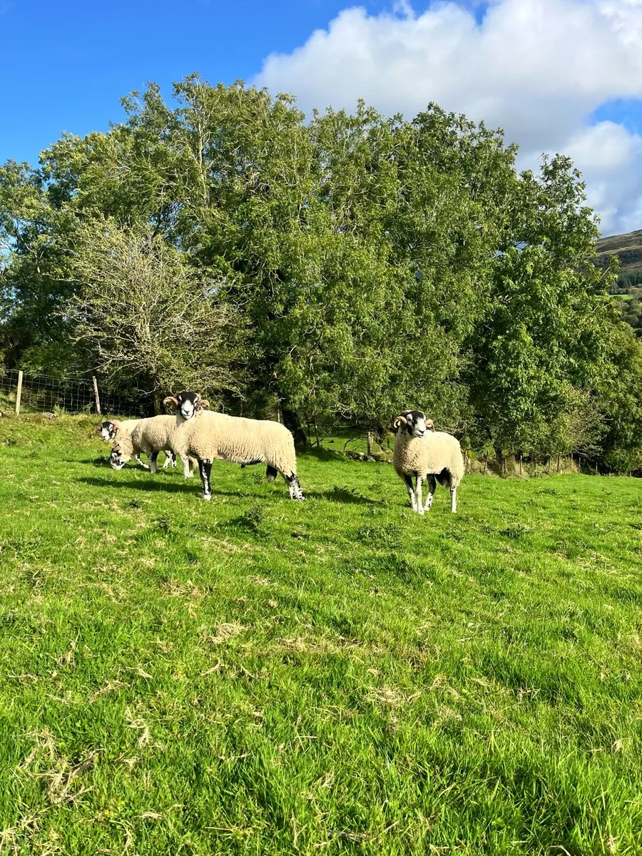 Purebred Swaledale Hogget Rams - Image 1