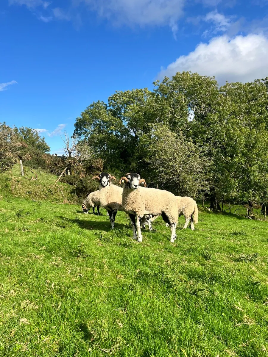 Purebred Swaledale Hogget Rams - Image 2