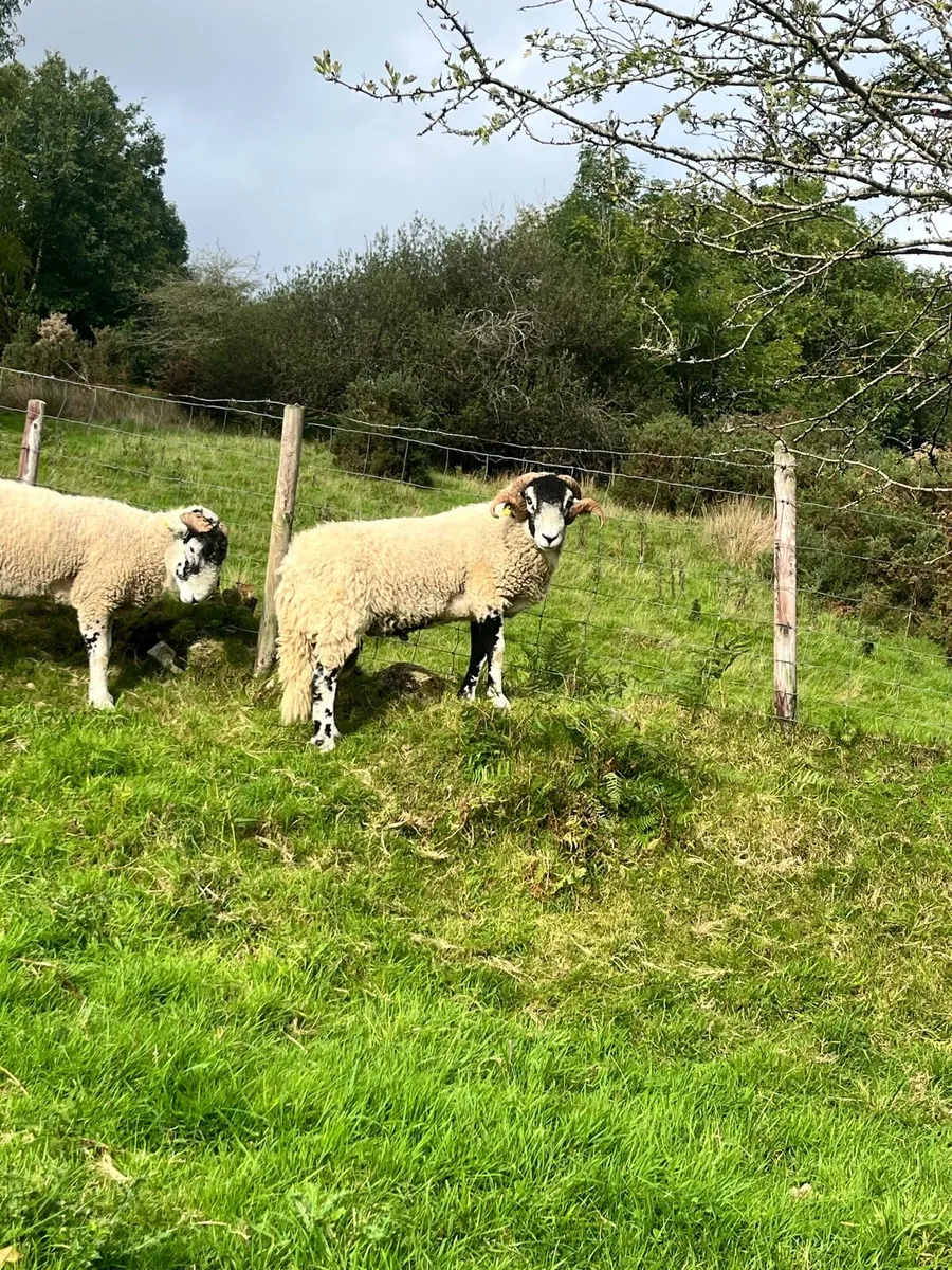 Purebred Swaledale Hogget Rams - Image 3