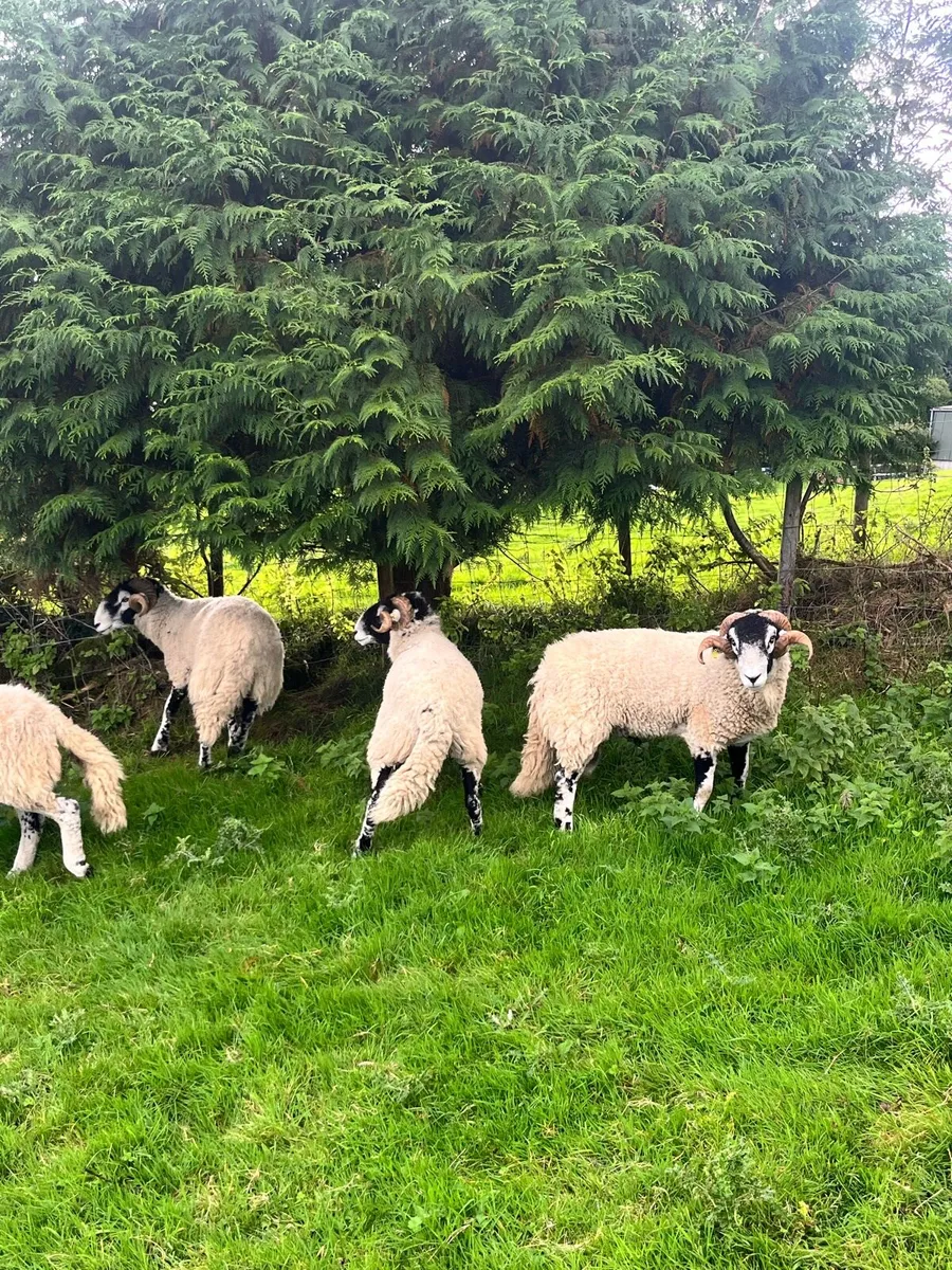 Purebred Swaledale Hogget Rams - Image 4