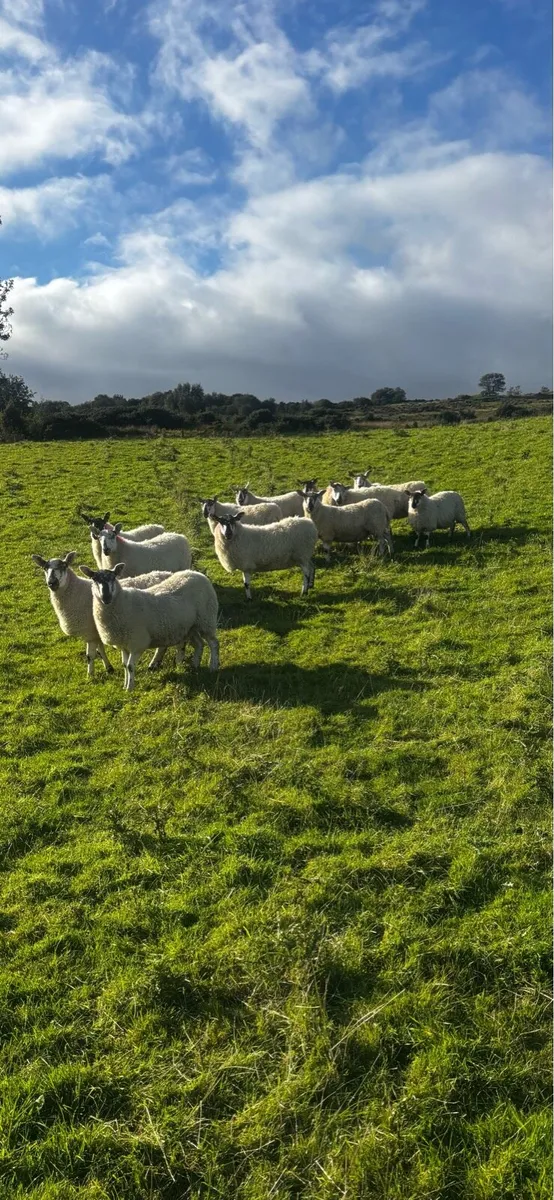 Greyface Hoggets For Sale - Image 1