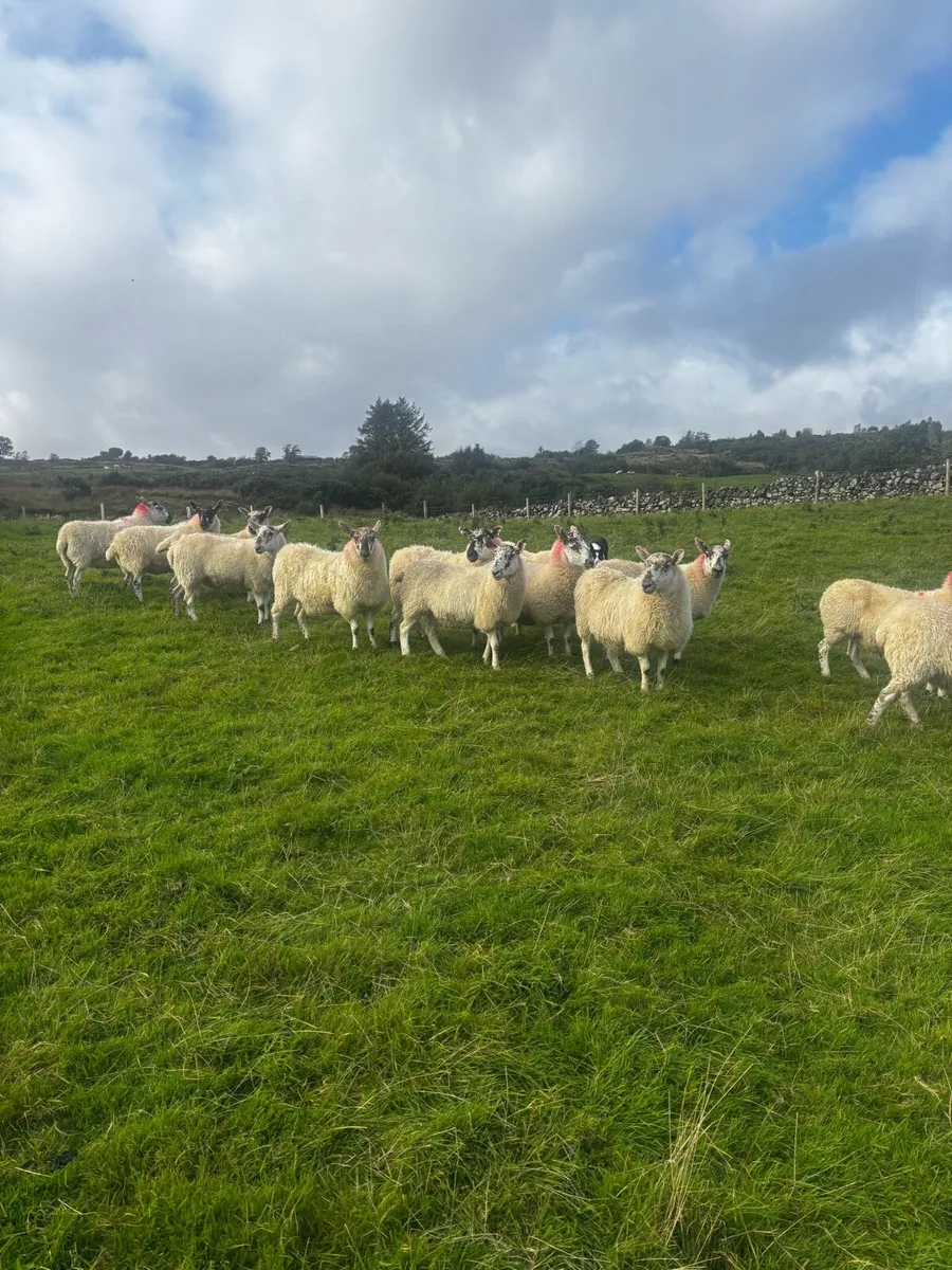 Greyface Hoggets For Sale - Image 4