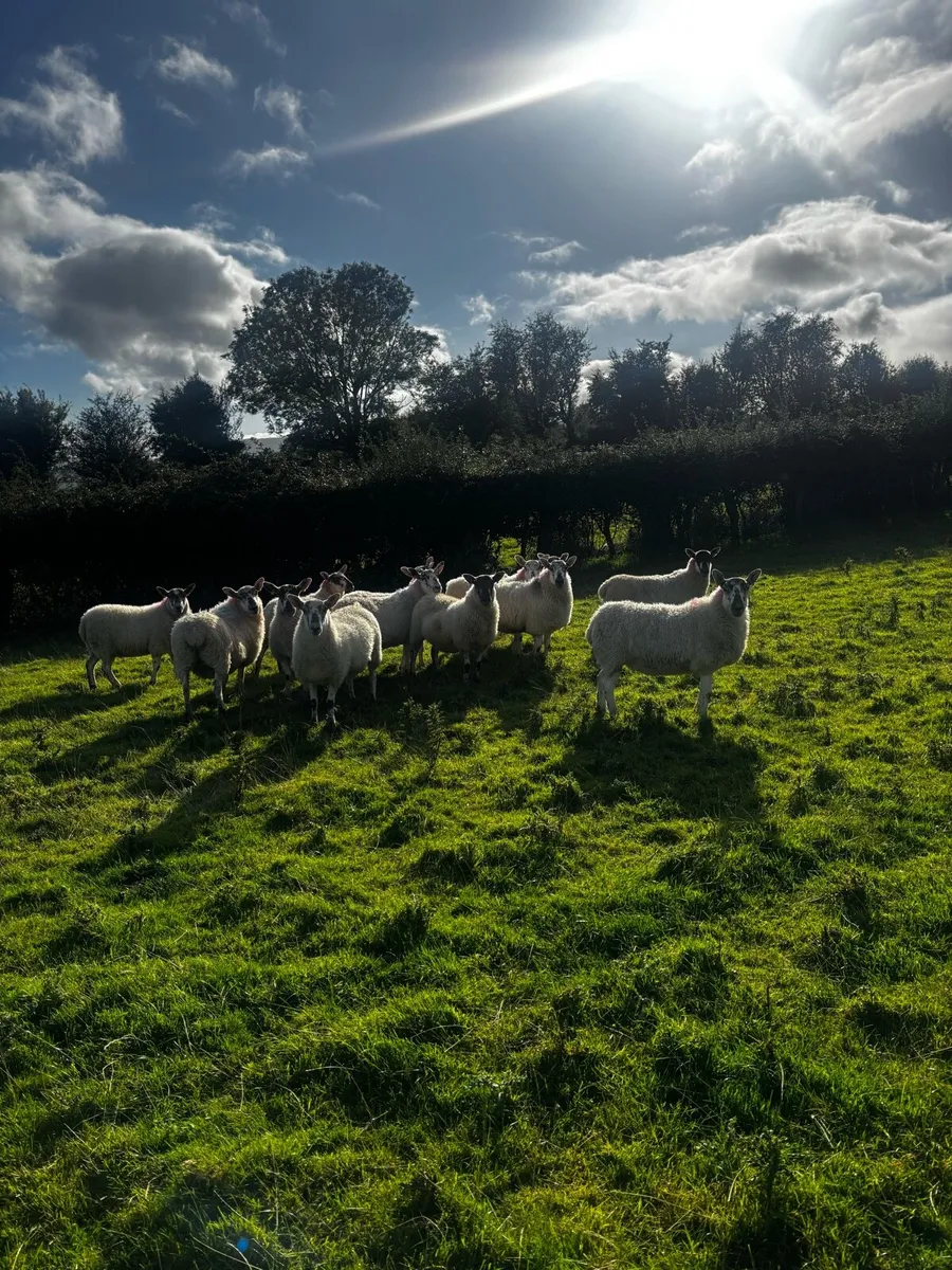 Greyface Hoggets For Sale - Image 2