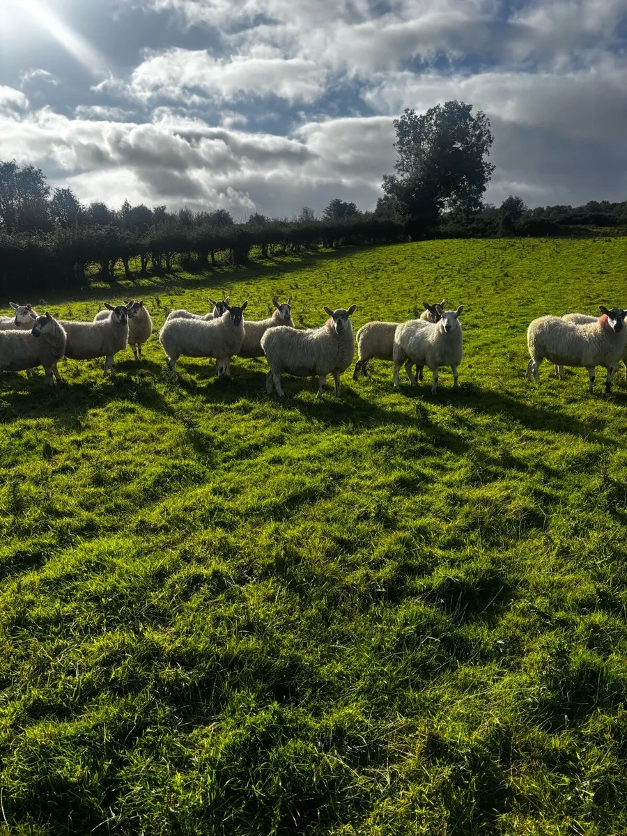 Greyface Hoggets For Sale - Image 3