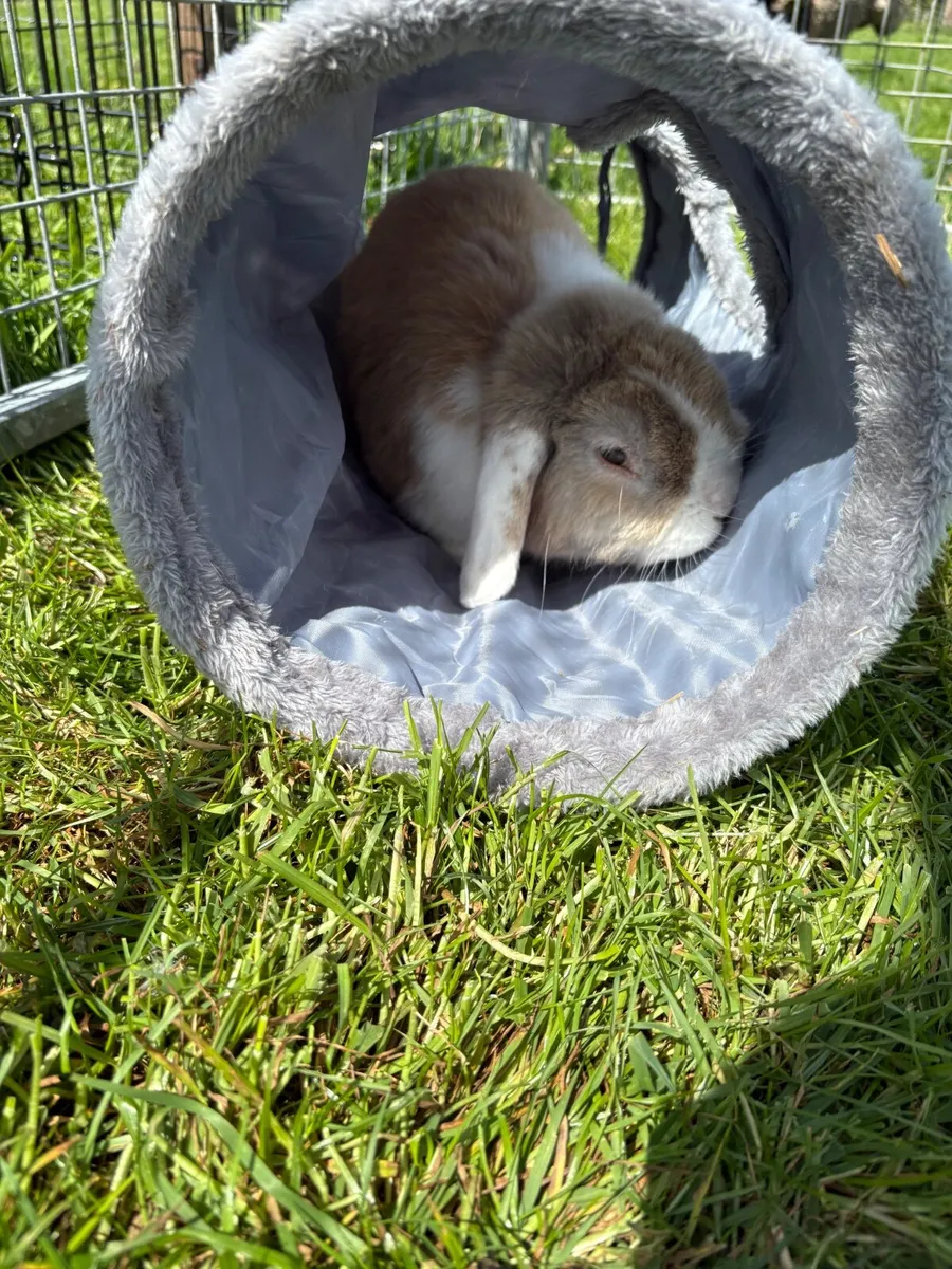male rabbit - Image 1