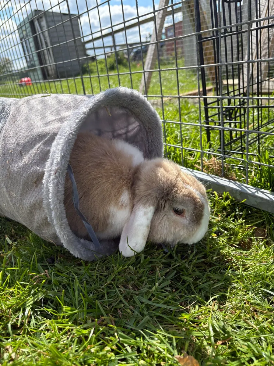 male rabbit - Image 2